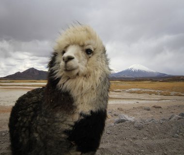 Şili altiplano, alpaka
