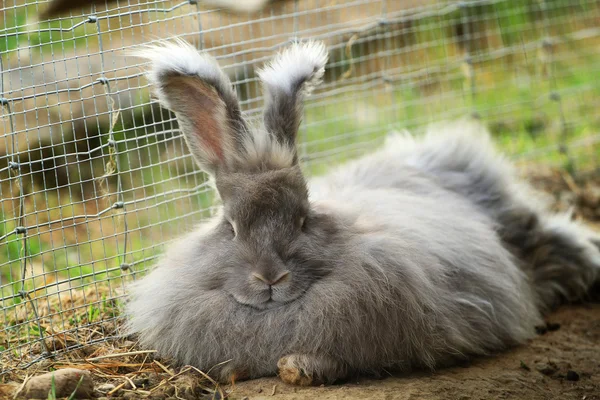Angora rabbit resting 免版税图库照片