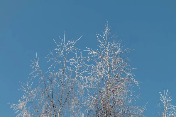 Śnieżne Drzewa Przed Błękitnym Niebem Słoneczna Mroźna Zima — Zdjęcie stockowe