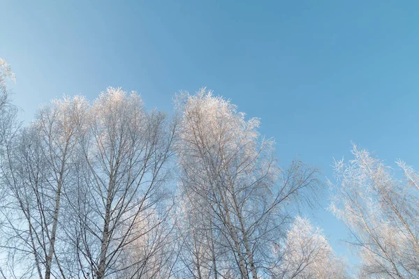 寒い冬の天候に対する雪の木 — ストック写真