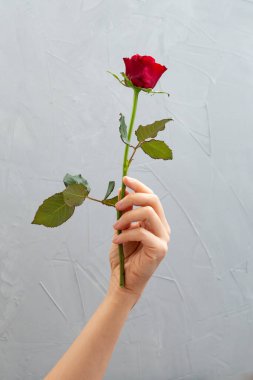 Güzel kırmızı bir gül tutan bir kadın.