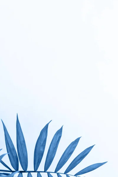 Modrá Barevné Palmové Listy Bílém Pozadí Prázdným Prostorem Pro Text — Stock fotografie