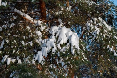 Karlı donmuş ağaçlar arka plan, kış mevsimi