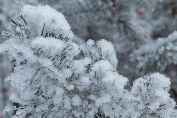 Nieve Árboles Congelados Fondo Temporada Invierno — Foto de Stock