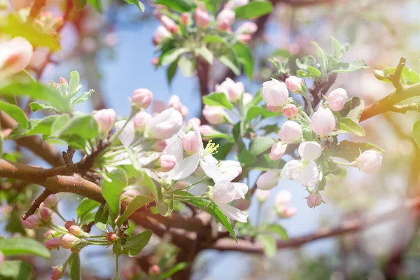 Kvetoucí Strom Jaře Květinami Příroda Pozadí Slunečním Světlem Bokeh — Stock fotografie