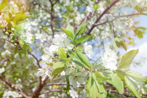 Kvetoucí Strom Jaře Květinami Příroda Pozadí Slunečním Světlem Bokeh — Stock fotografie