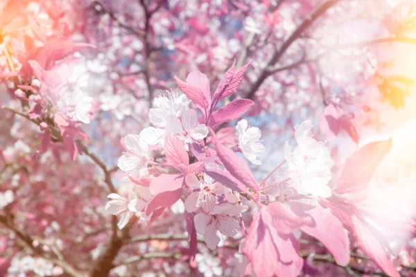 Růžový Květ Třešně Jaře Selektivní Zaměření Bokeh — Stock fotografie