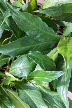 ev yapımı saksı yaprakları arka plan, doğa şablonu