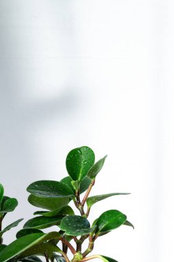 metin için çerçeve ile beyaz arkaplan karşı yeşil yapraklar