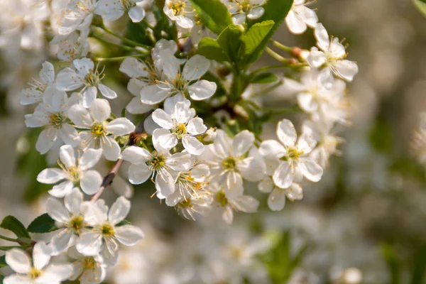 白い桜美しい自然を背景に — ストック写真