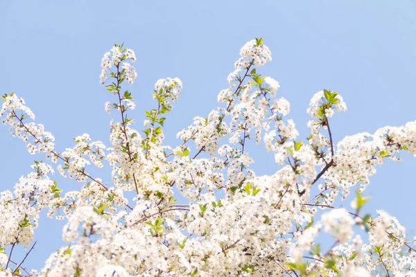 Bílá Třešeň Květ Krásné Přírodní Pozadí — Stock fotografie
