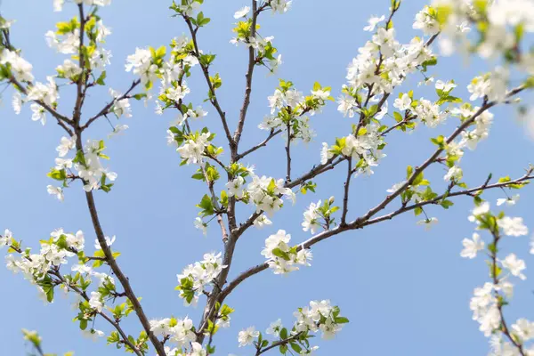 Bílá Třešeň Květ Krásné Přírodní Pozadí — Stock fotografie