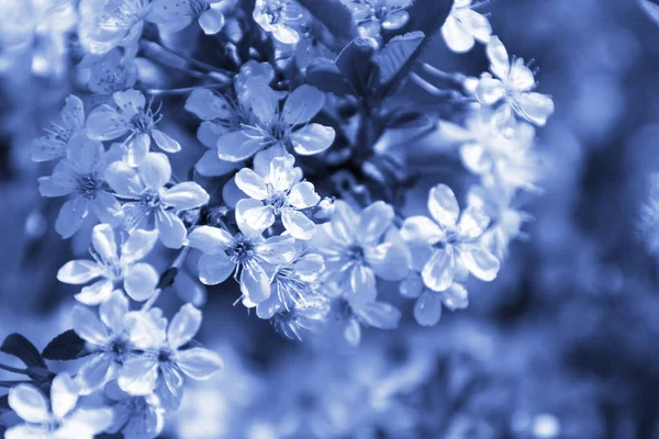 Blossom Strom Pozadí Modrá Barva Tónování — Stock fotografie