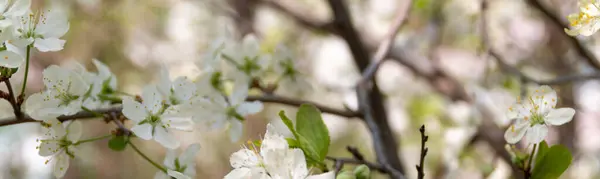 桜のバナー春の季節の写真 — ストック写真