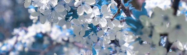 Prapor Kvetoucího Stromu Jarní Sezóna Fotografie — Stock fotografie
