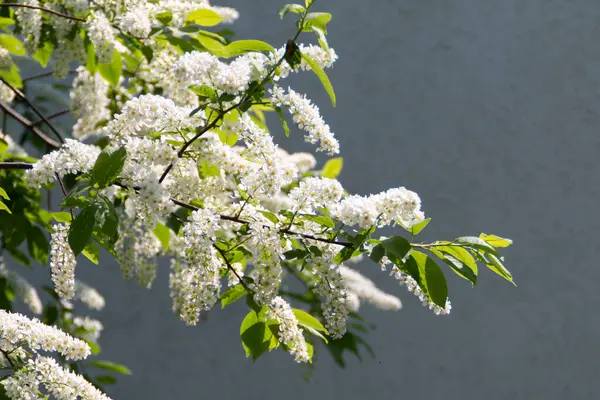 Blossom Boom Achtergrond Natuur Fotografie — Stockfoto