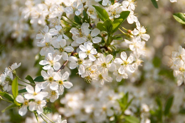 花の木の背景 自然写真 — ストック写真