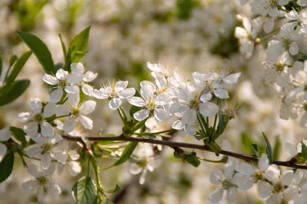 花の木の背景 自然写真 — ストック写真