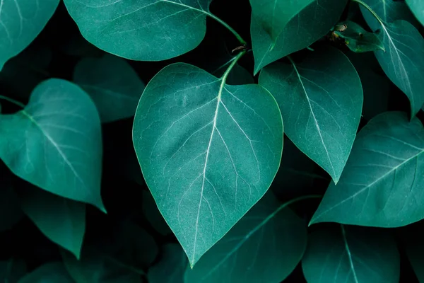 Mörkgröna Blad Närbild Natur Mall Bakgrund Selektivt Fokus — Stockfoto