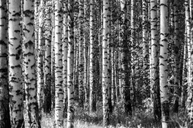 Ormandaki ağaç, güneş ışığı siyah beyaz modda.