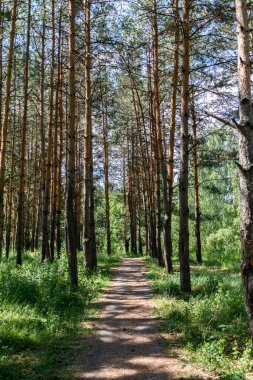 Ormanın yolu güneş ışığı ve gölgelerle dolu.