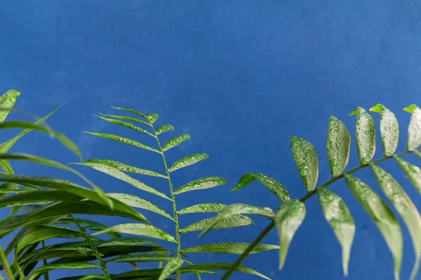 Hem Krukväxter Palm Grenar Mot Blå Bakgrund Utrymme För Text — Stockfoto