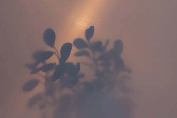 Rozmazaný Obraz Mlhovým Efektem Siluet Palmových Listů Matným Sklem Podsvícením — Stock fotografie