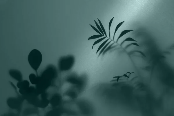Verschwommenes Bild Mit Nebeleffekt Von Palmblättern Silhouetten Hinter Milchglas Mit lizenzfreie Stockfotos