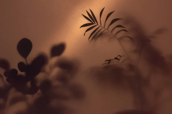 Rozmazaný Obraz Mlhovým Efektem Siluet Palmových Listů Matným Sklem Podsvícením — Stock fotografie