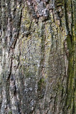 Ağaç dokusu, görünümü kapat, arkaplan boş