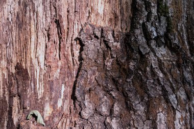 Ağaç dokusu, görünümü kapat, arkaplan boş