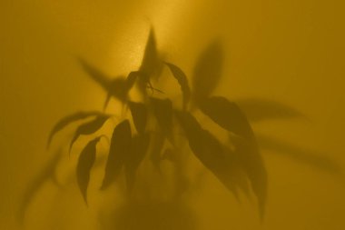 Buzlu camların arkasında sisli yaprakların sisli etkisi olan bulanık bir resim.  