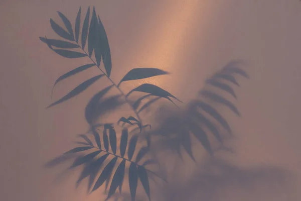blurred picture with fog effect of potted leaves silhouettes behind frosted glass with backlight