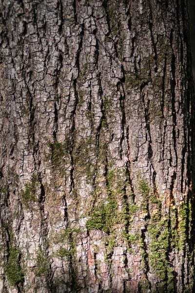 Tree Texture Close View Empty Background — Stock Photo, Image