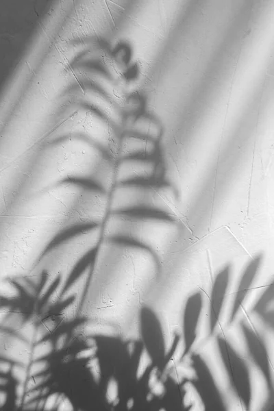 Абстрактная Тень Пальмового Листа Сером Бетонном Фоне — стоковое фото