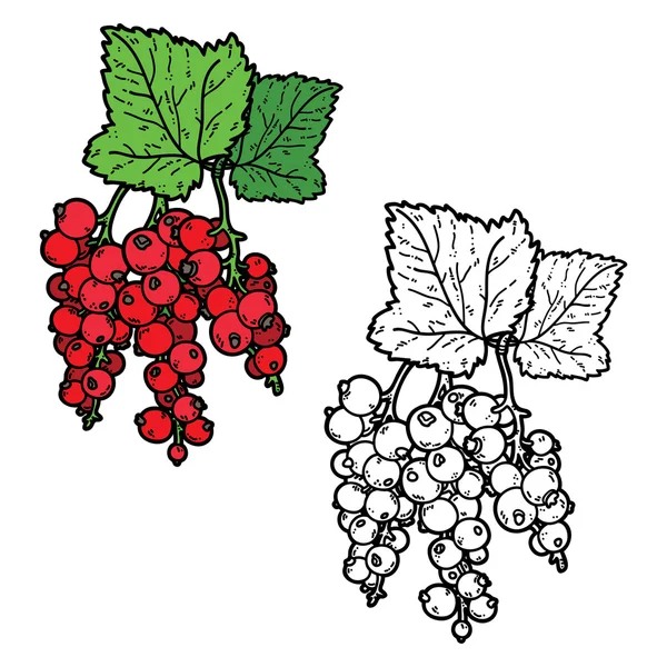 Ribes carino . — Vettoriale Stock