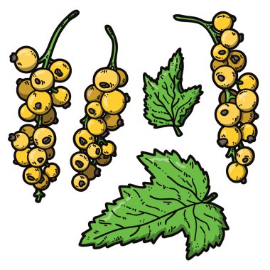 sevimli kuş üzümü.