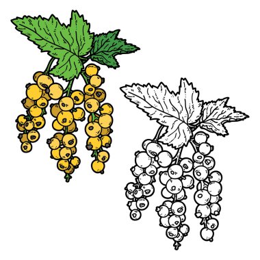 sevimli kuş üzümü.