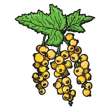 sevimli kuş üzümü.