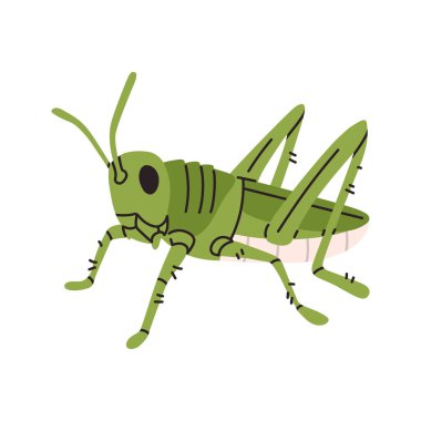 Basit bir çizgi film tarzında şirin çekirge çizimi. Çocuk projeleri, eğitim materyalleri, baskılar ve doğa temalı grafikler için temiz vektör tasarımı.