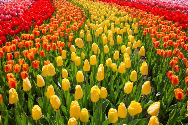 Kleurrijke tulpen als florale achtergrond. — Stockfoto