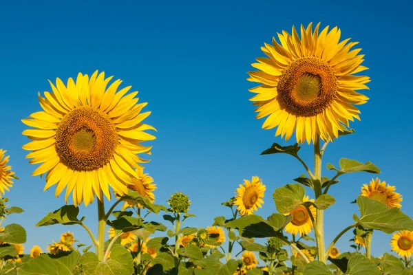 Fält blommande solrosor — Stockfoto