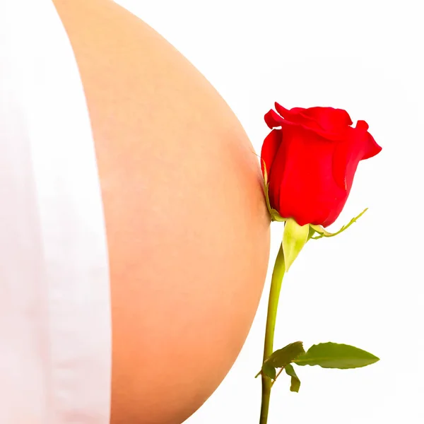 Bloem roos en zwangere buik. — Stockfoto