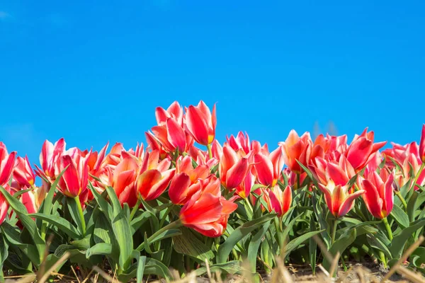 Primavera Fiori Strisce Tulipani Sfondo Cielo Blu — Foto Stock