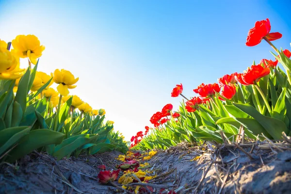 Тюльпановое Поле Весна Нидерландах Знаменитые Голландские Тюльпановые Поля — стоковое фото