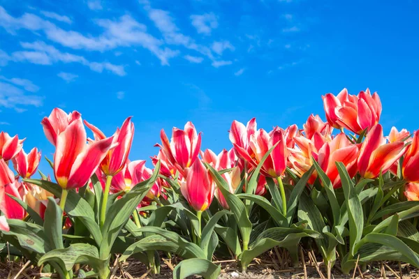 Jaro Pruhované Květiny Tulipány Modré Obloze Pozadí — Stock fotografie