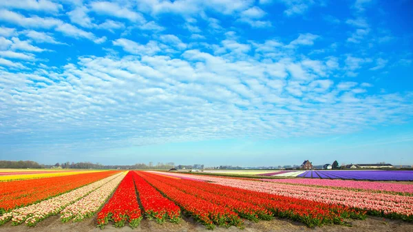 チューリップ畑 オランダの春 有名なオランダのチューリップ畑 — ストック写真