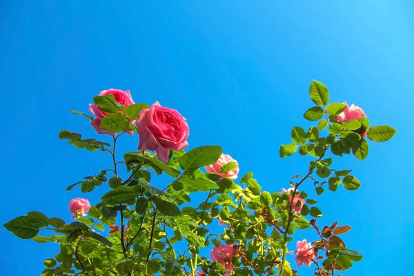 Rosa Große Rosenblüten Auf Blauem Himmel — Stockfoto