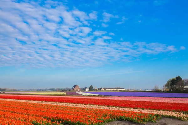 Поле Тюльпанів Весна Нідерландах Відомі Голландські Поля Тюльпанів — стокове фото