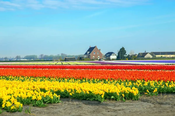 Tulipánové Pole Jaro Nizozemsku Slavná Holandská Tulipánová Pole — Stock fotografie